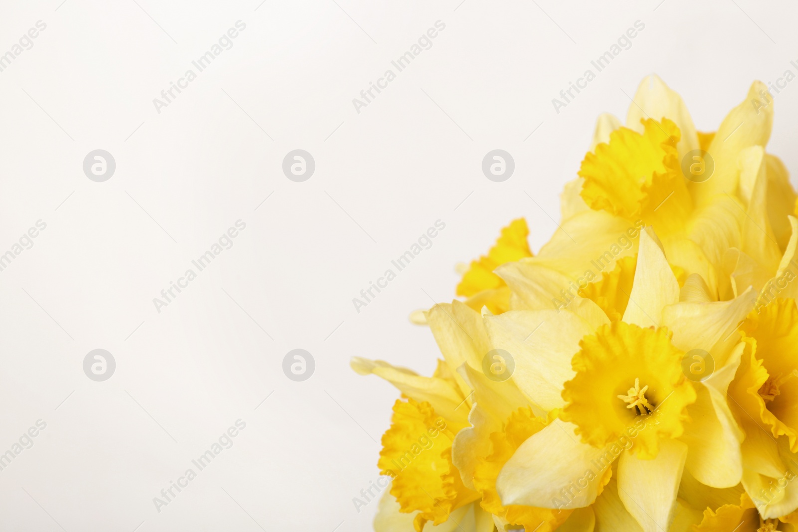 Photo of Bouquet of beautiful yellow daffodils on beige background, closeup. Space for text