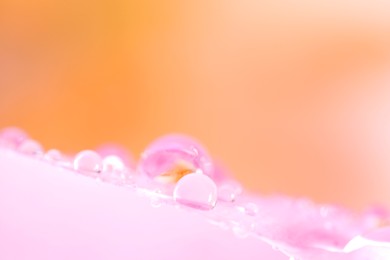 Beautiful flower with water drops, macro view