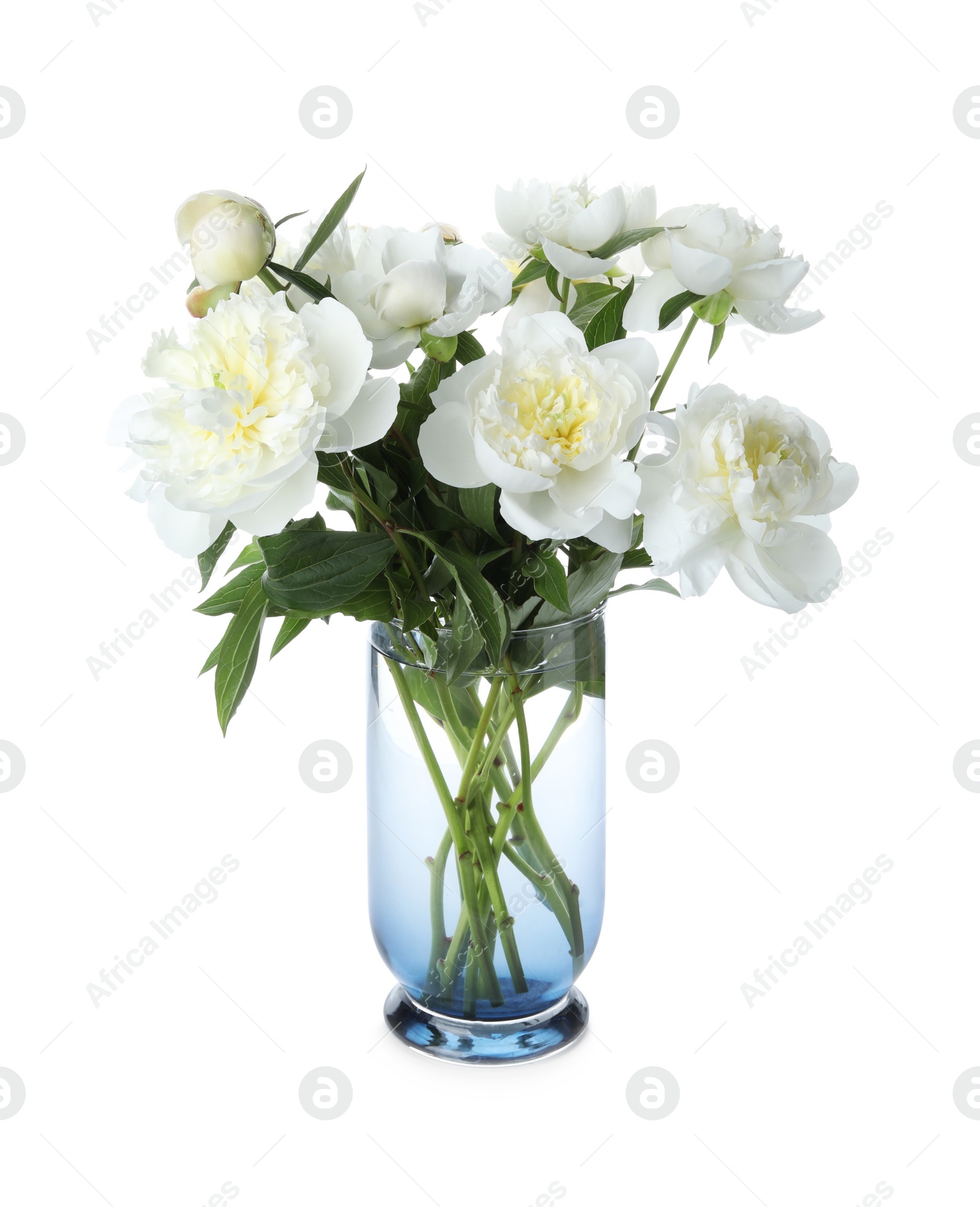 Photo of Beautiful blooming peonies in vase isolated on white