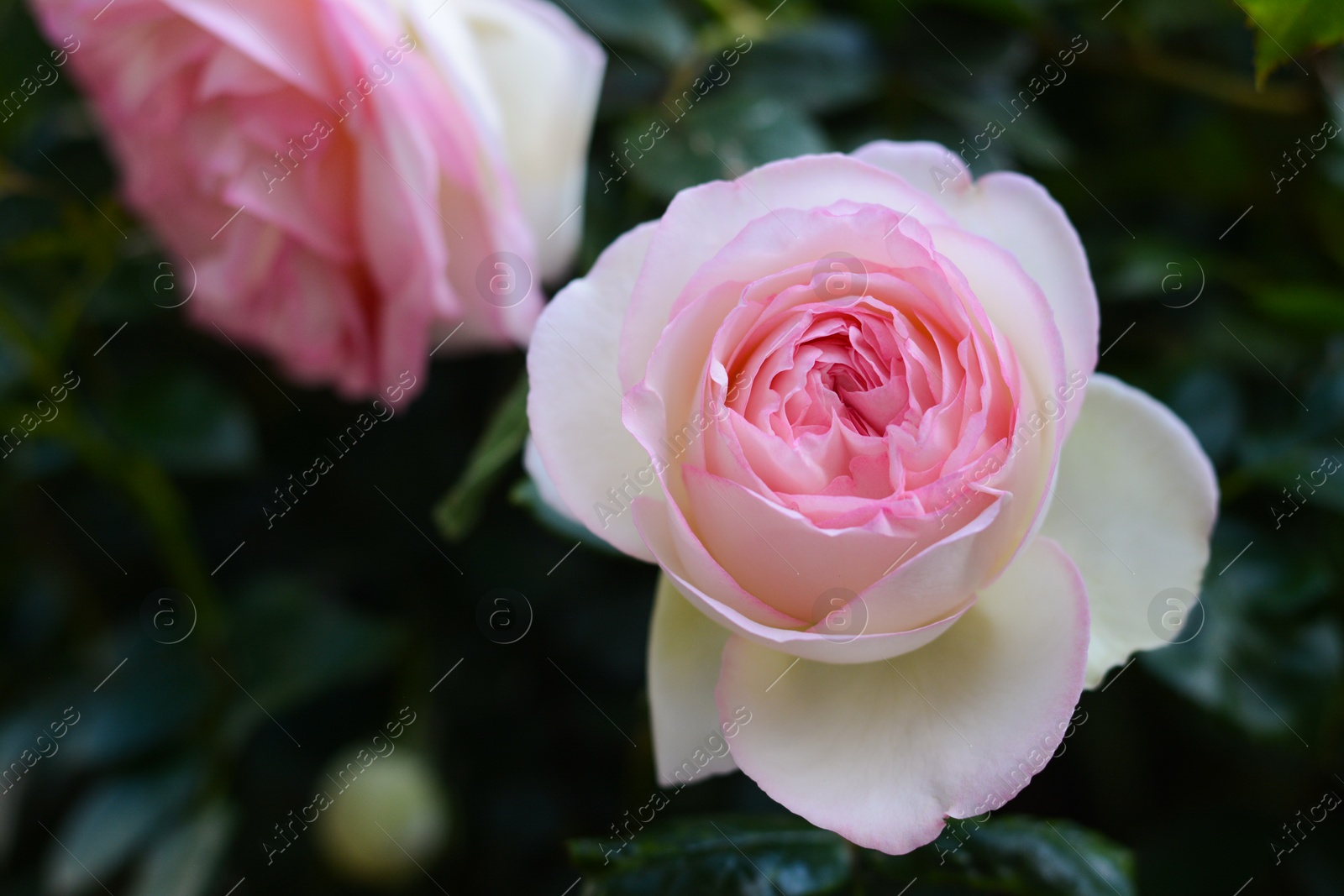 Photo of Beautiful blooming rose bush outdoors, closeup view