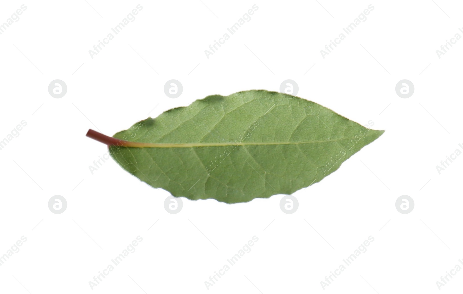 Photo of One fresh bay leaf isolated on white