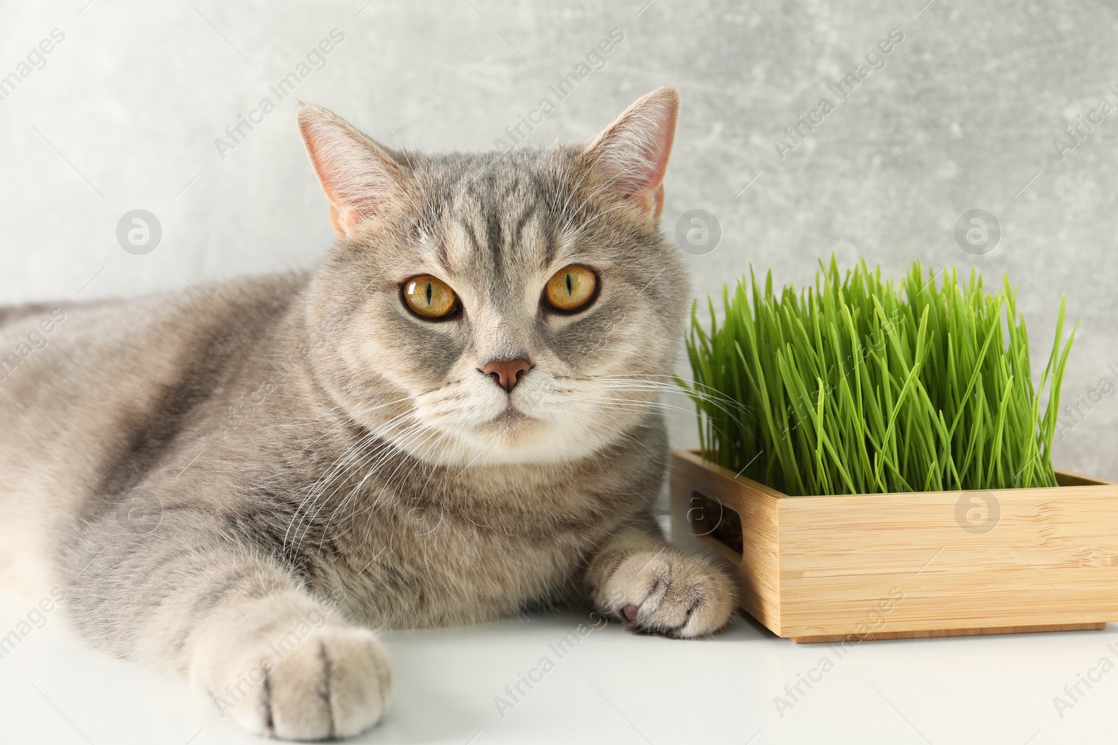 Photo of Cute cat near fresh green grass on white surface