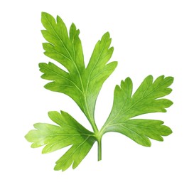 Photo of Fresh green parsley leaf isolated on white
