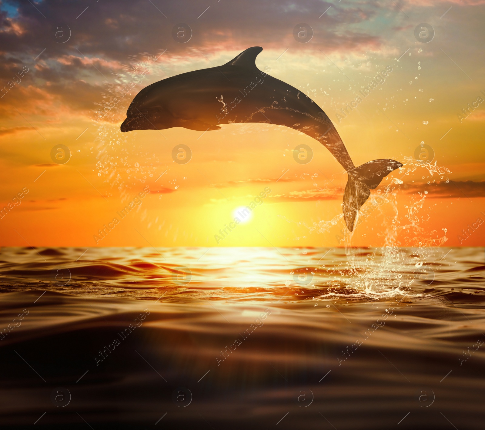 Image of Beautiful bottlenose dolphin jumping out of sea at sunset 