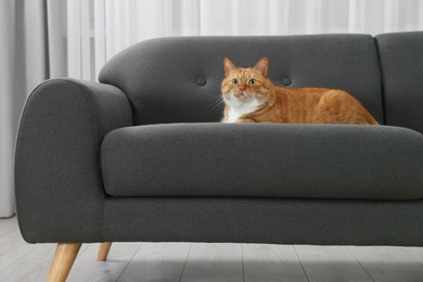 Cute ginger cat lying on sofa at home