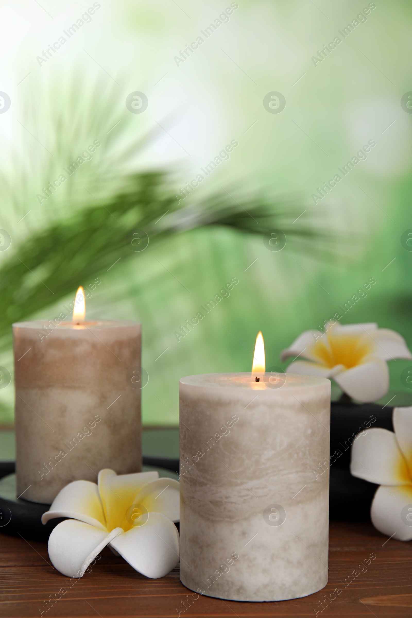 Photo of Burning candles and plumeria flowers on wooden table against blurred green background, space for text