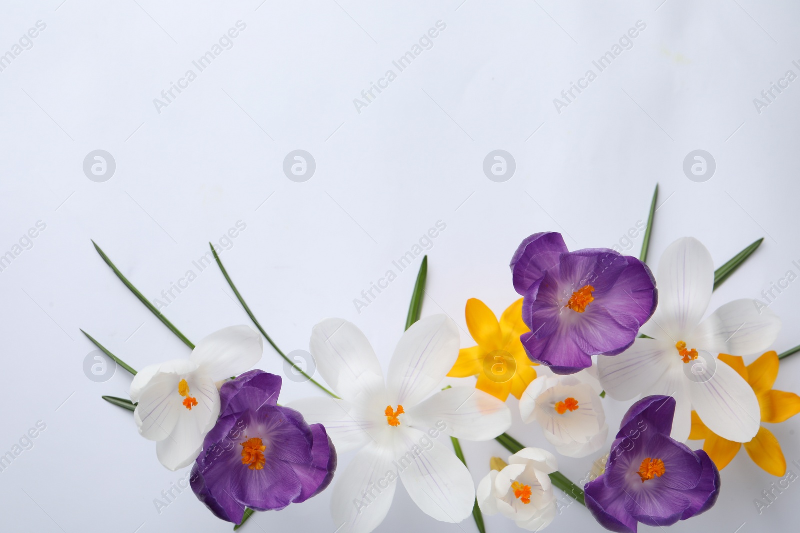 Photo of Beautiful crocus flowers on white background, flat lay. Space for text