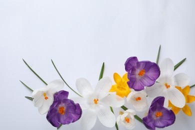 Beautiful crocus flowers on white background, flat lay. Space for text