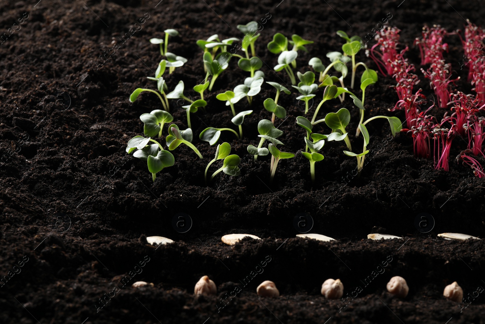 Photo of Many seeds and vegetable seedlings in fertile soil