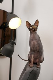 Photo of Sphynx cat sitting on armchair back at home