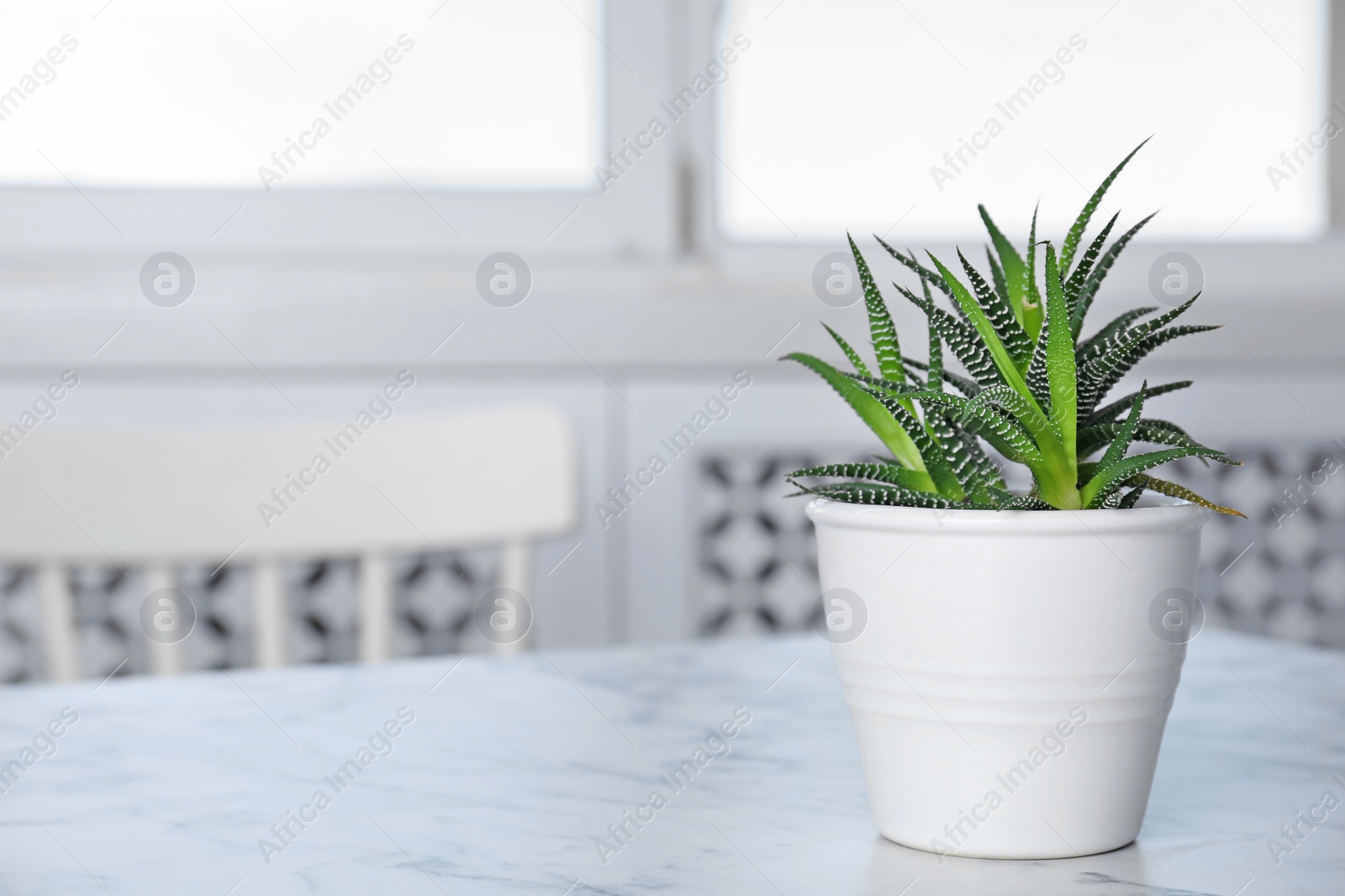 Photo of Potted aloe vera plant on table in room. Space for text