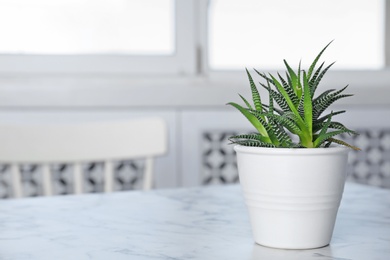 Potted aloe vera plant on table in room. Space for text