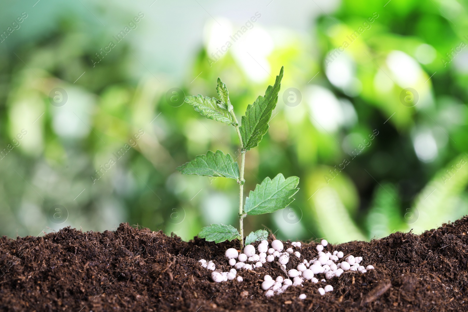 Photo of Growing plant and fertilizer on soil against blurred background, space for text. Gardening time