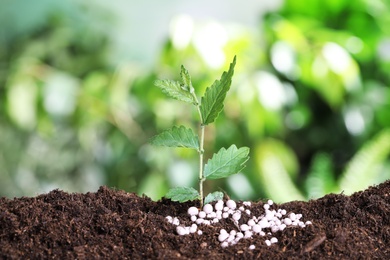 Photo of Growing plant and fertilizer on soil against blurred background, space for text. Gardening time