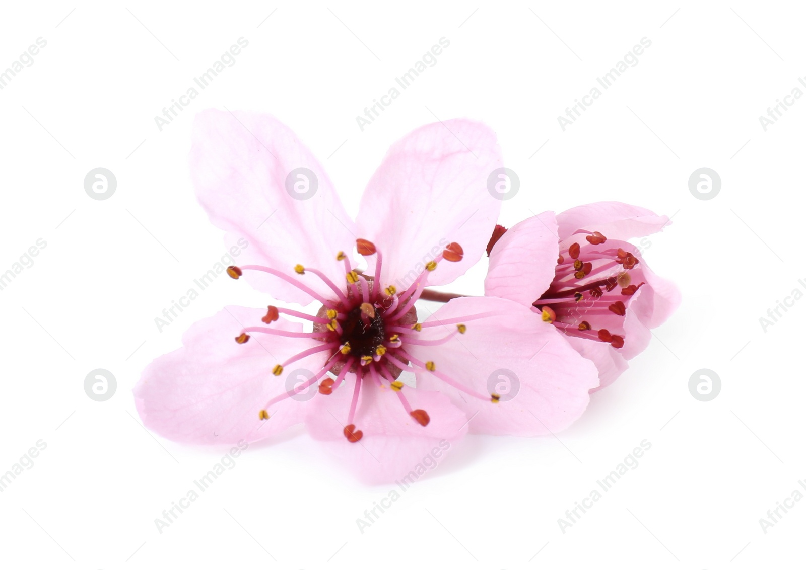 Photo of Beautiful spring tree blossoms isolated on white