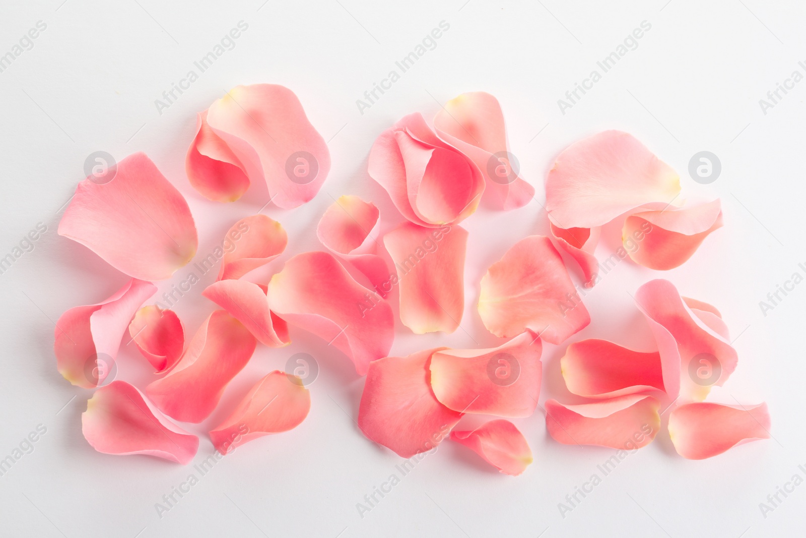 Photo of Beautiful rose petals on white background