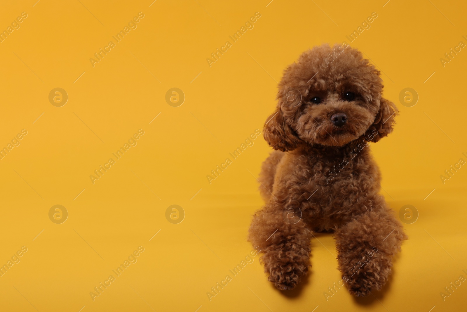 Photo of Cute Maltipoo dog on orange background, space for text. Lovely pet