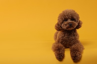 Photo of Cute Maltipoo dog on orange background, space for text. Lovely pet