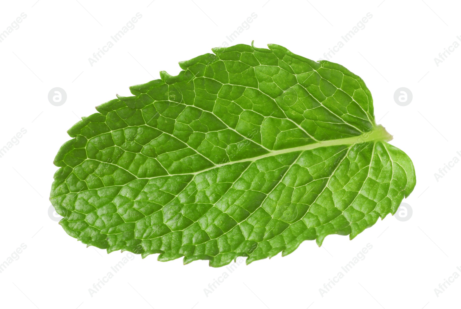 Photo of Fresh green mint leaf isolated on white