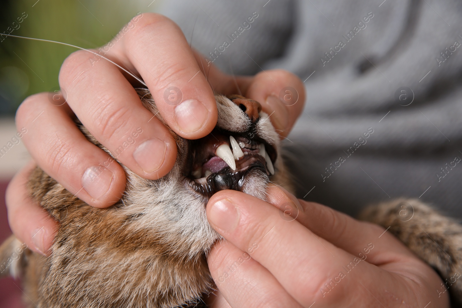 Photo of Man checking cat's teeth indoors, closeup. Pet care