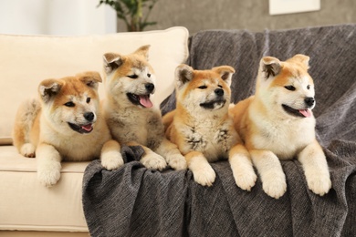 Photo of Cute akita inu puppies on sofa in living room