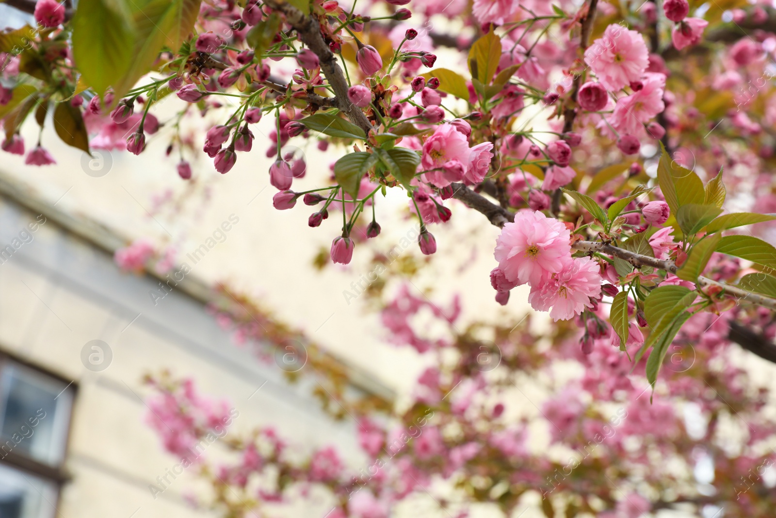 Photo of Closeup view of beautiful blossoming sakura tree outdoors on spring day