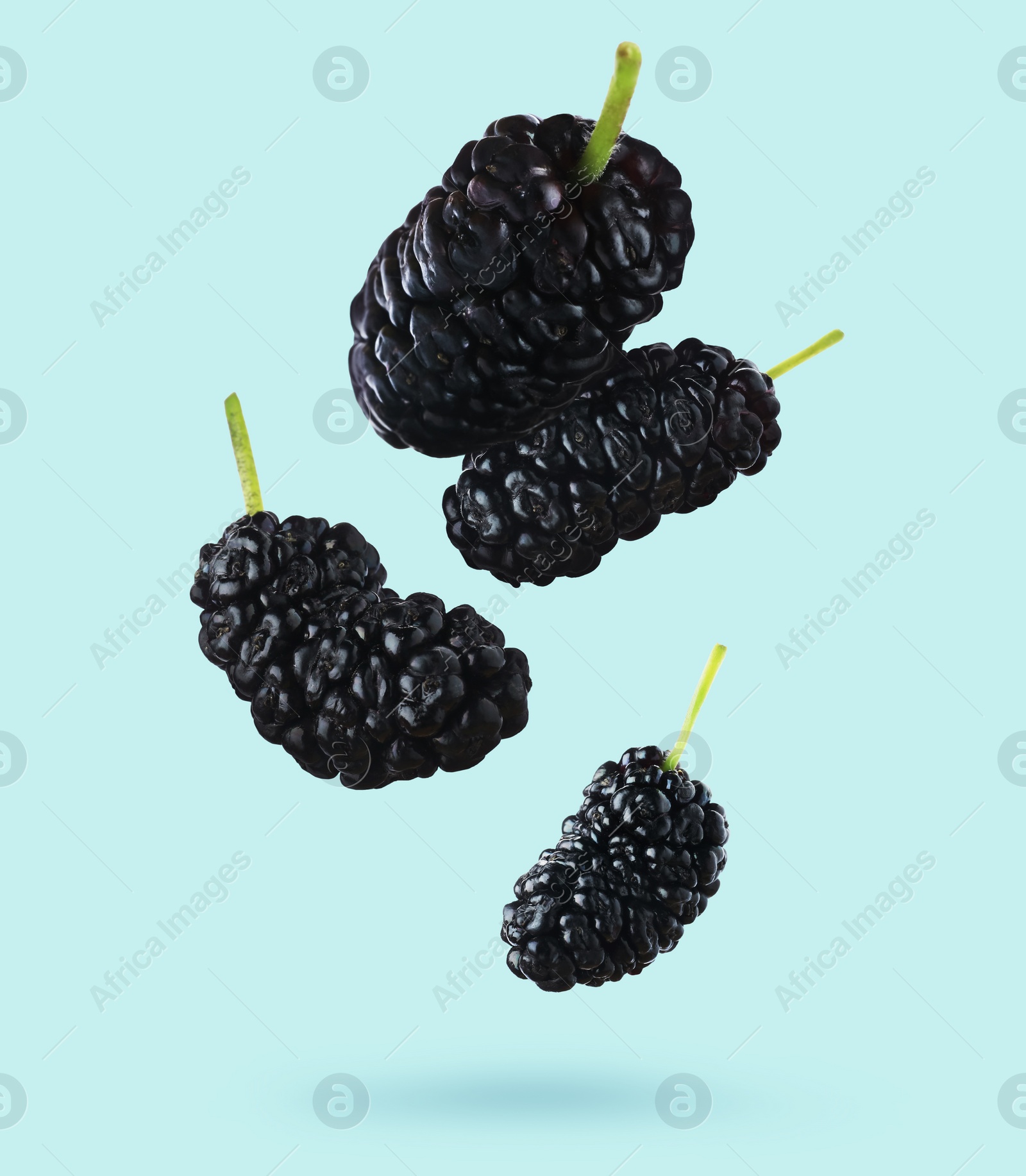 Image of Fresh ripe black mulberries falling on light blue background