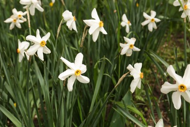 Beautiful white daffodils outdoors on spring day