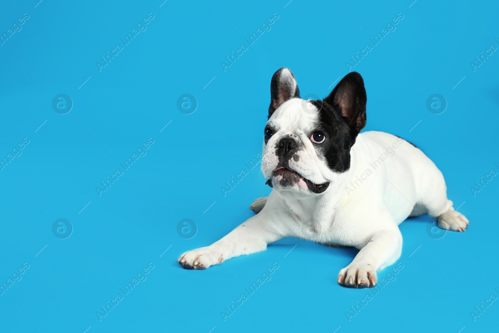 Photo of French bulldog on blue background. Space for text