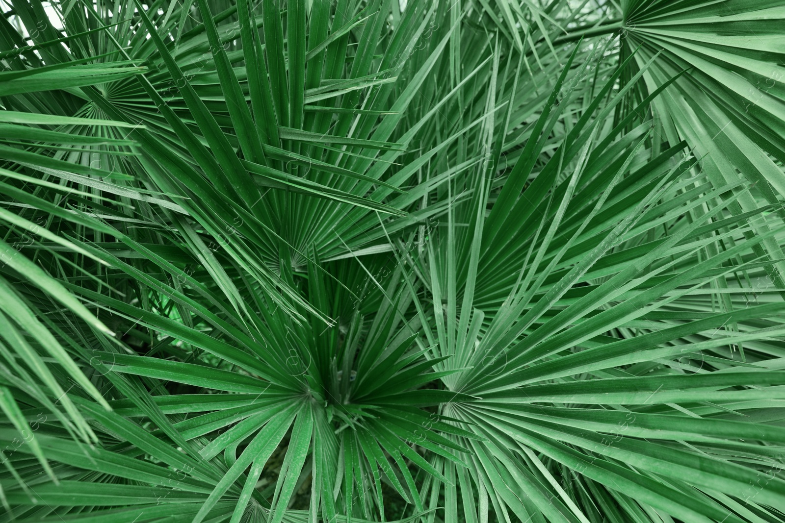Photo of Beautiful green tropical leaves outdoors, closeup view