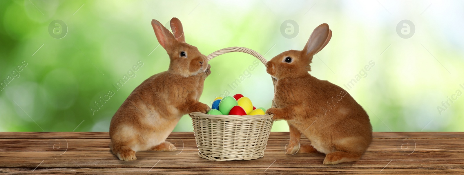 Image of Adorable bunnies and wicker basket with Easter eggs on wooden surface outdoors. Banner design