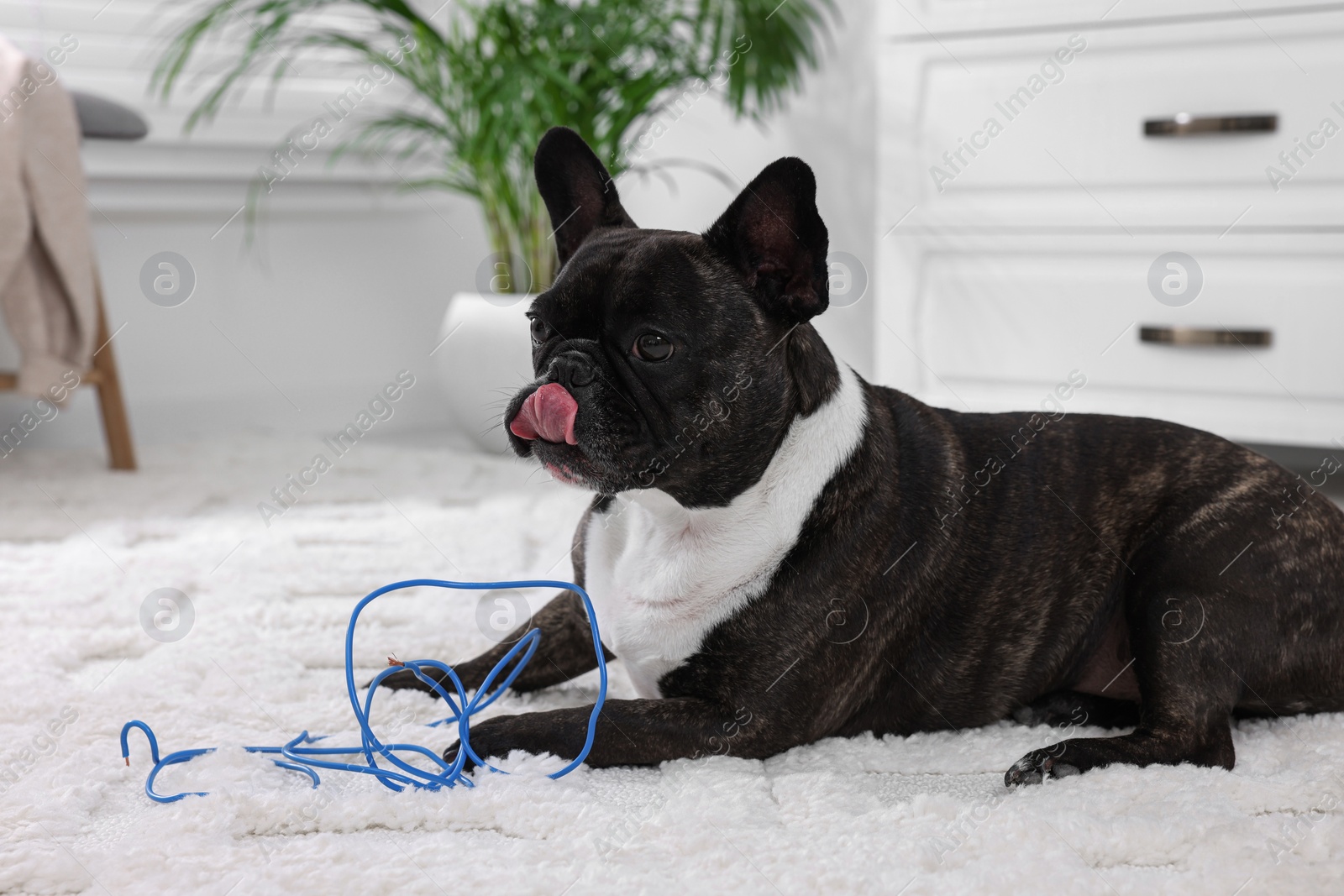Photo of Naughty French Bulldog with electrical wire on carpet in room
