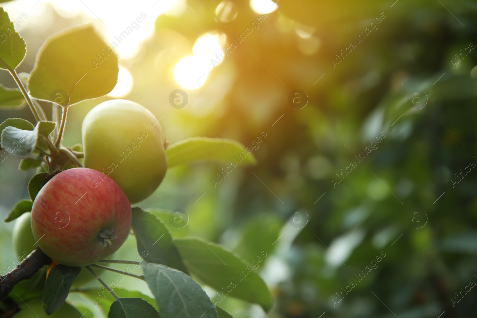 Photo of Ripe apples on tree branch in garden. Space for text