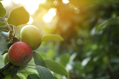 Photo of Ripe apples on tree branch in garden. Space for text