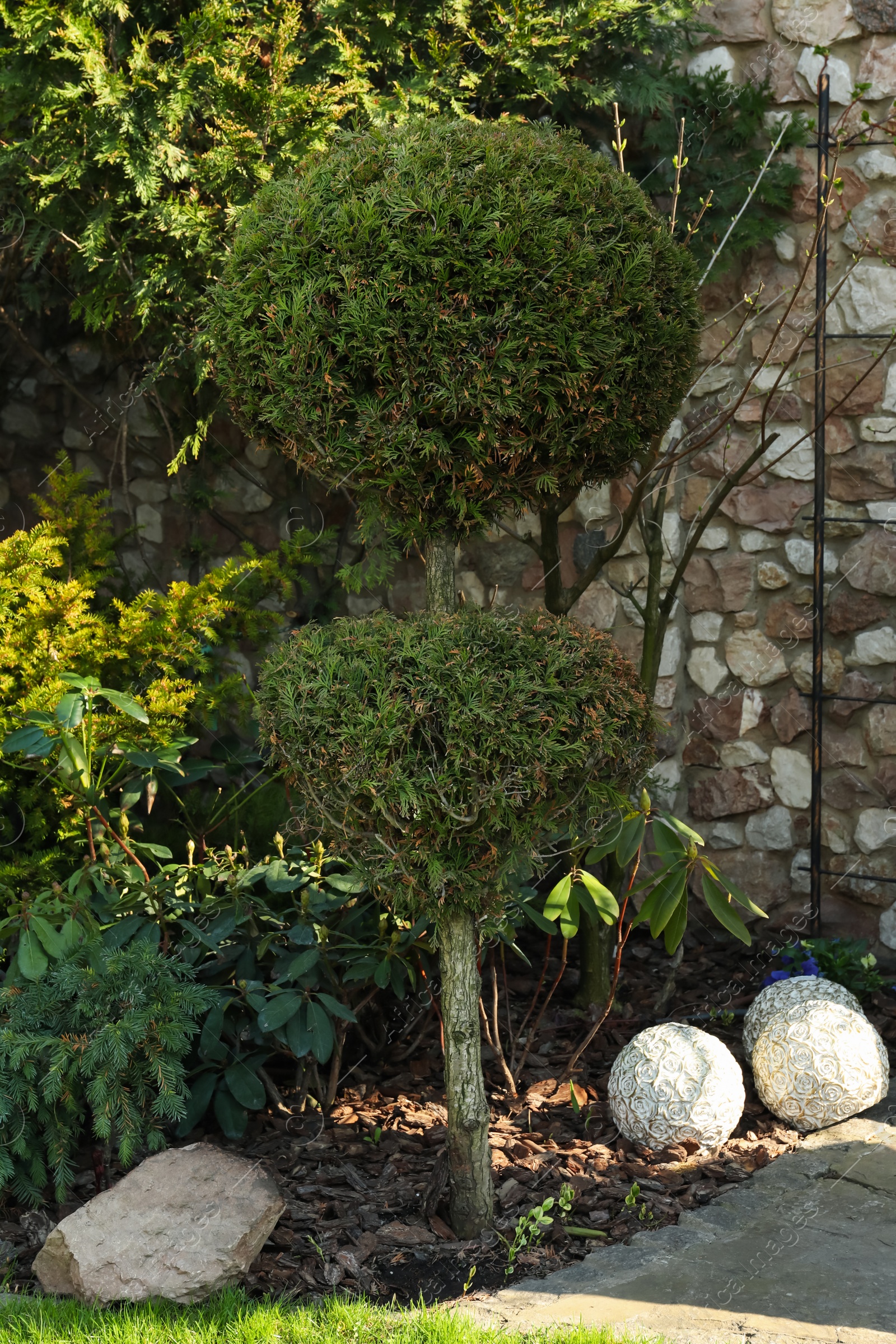 Photo of Beautiful Bonsai tree in garden. Landscape design