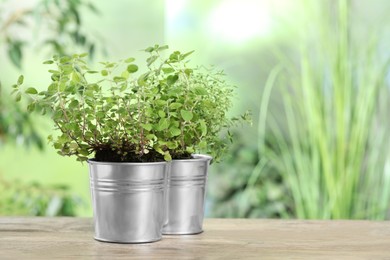 Photo of Aromatic potted oregano and thyme on wooden table. Space for text