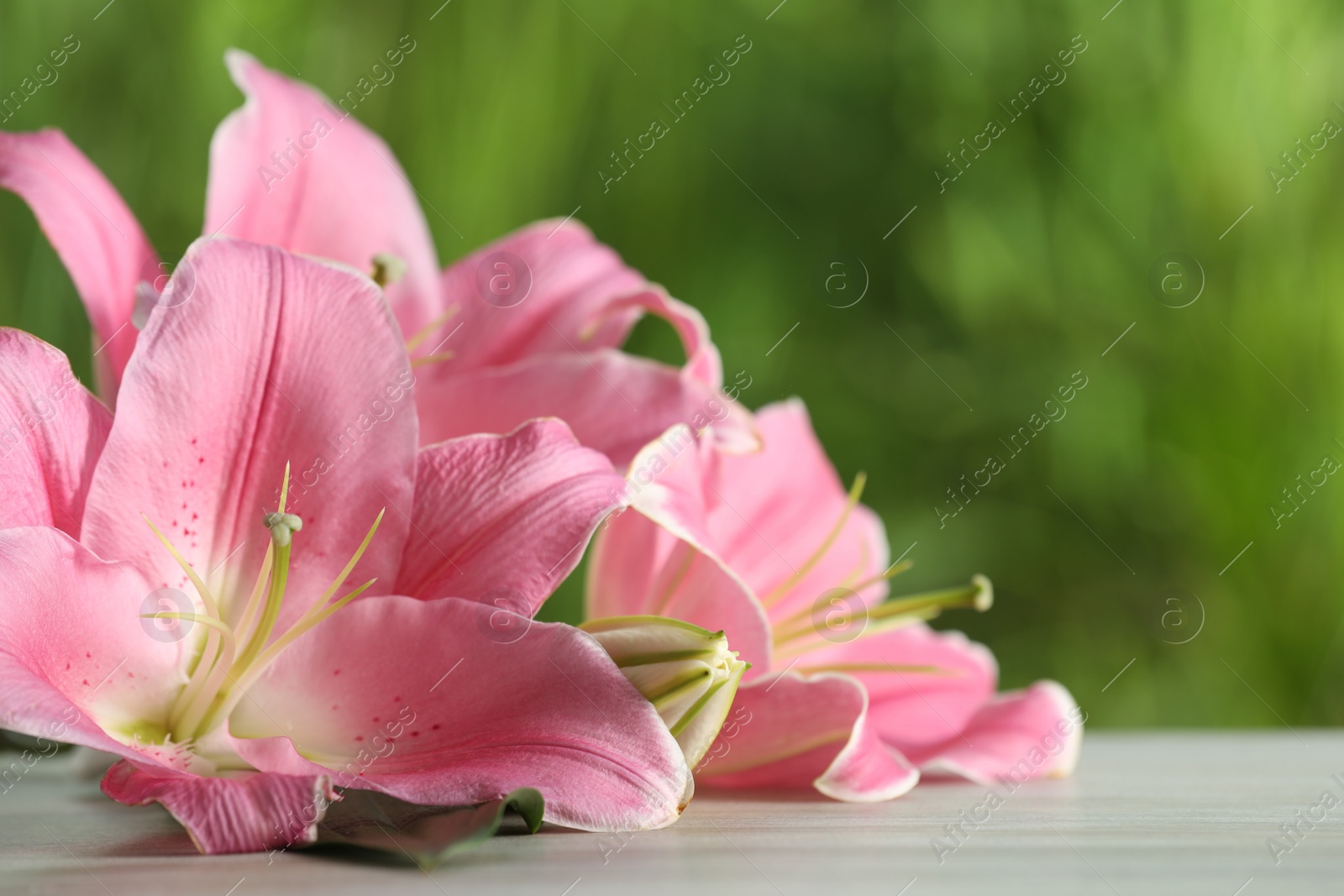 Photo of Beautiful pink lily flowers on white wooden table against blurred green background, closeup