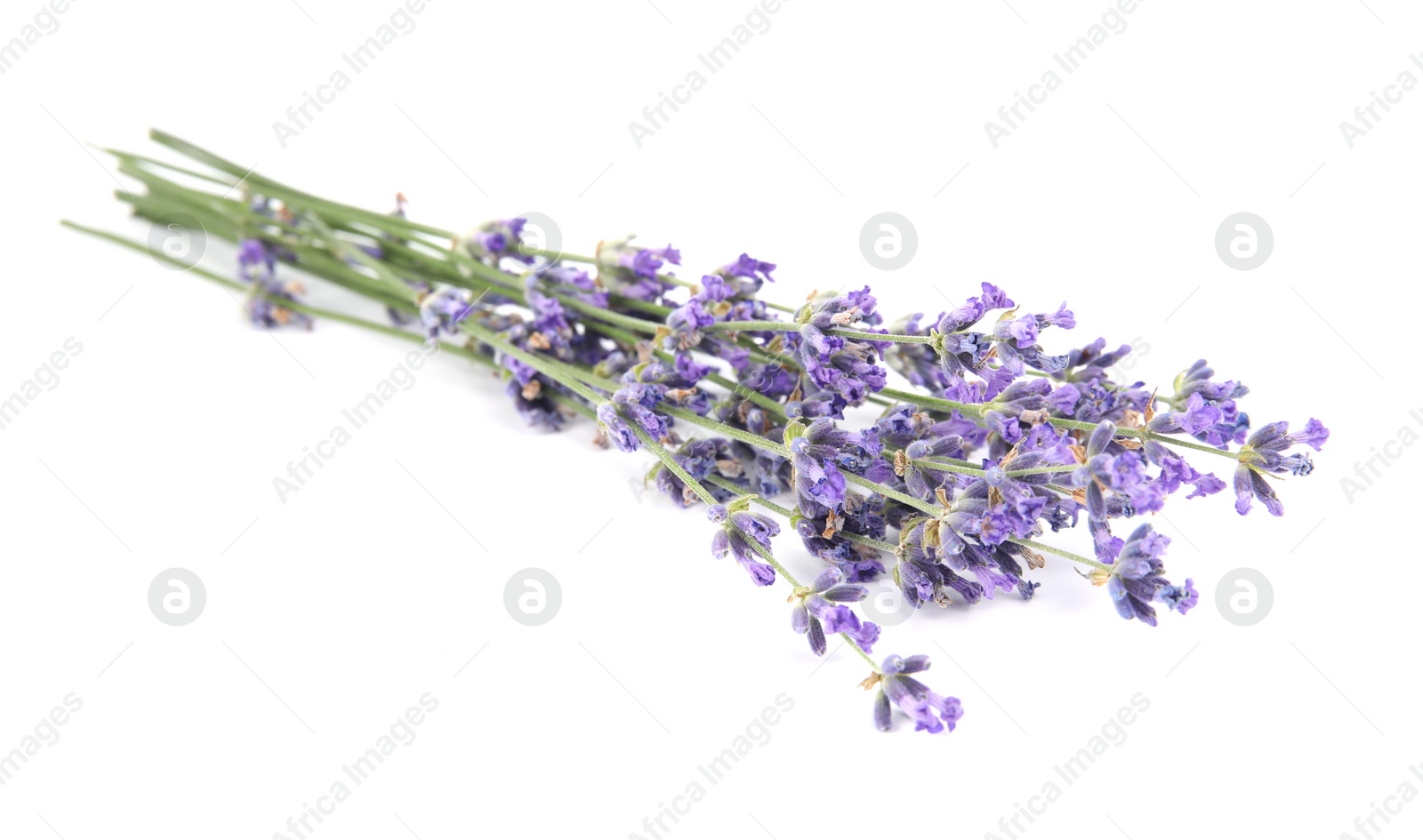 Image of Bunch of beautiful lavender flowers on white background