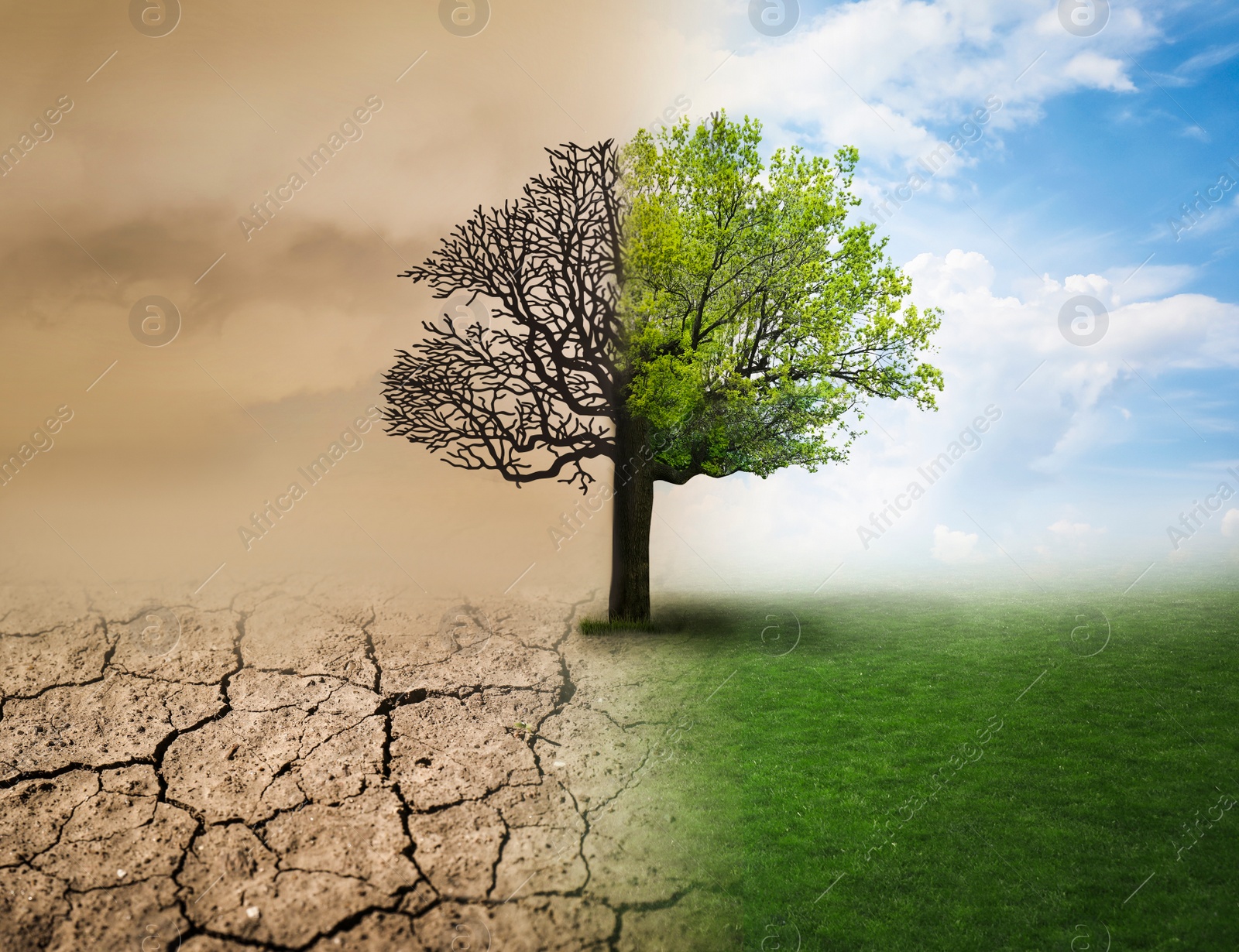 Image of Concept of climate changing. Half dead and alive tree outdoors