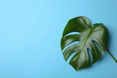 Photo of Leaf of tropical monstera plant on color background, top view with space for text