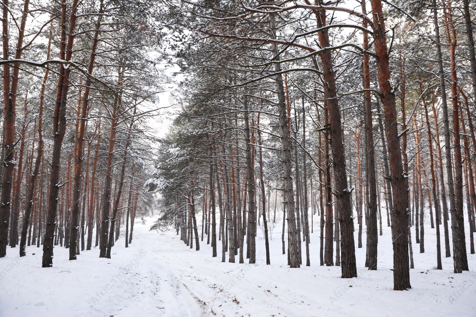 Photo of Beautiful forest covered with snow in winter