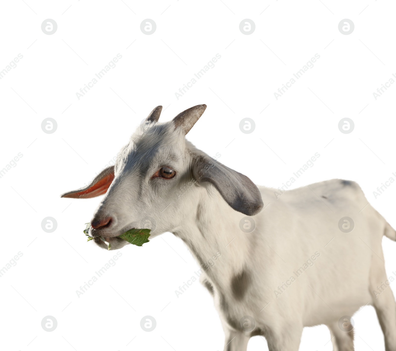 Image of Cute goat isolated on white. Farm animal