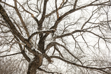 Photo of Low angle view of tree in forest on snow day