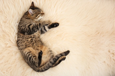 Photo of Top view of cute tabby cat lying on faux fur, space for text. Lovely pet