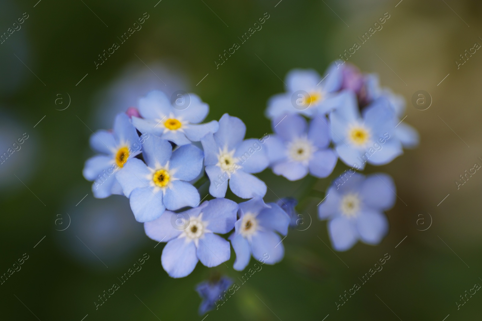 Photo of Beautiful forget-me-not flowers growing outdoors, closeup. Spring season