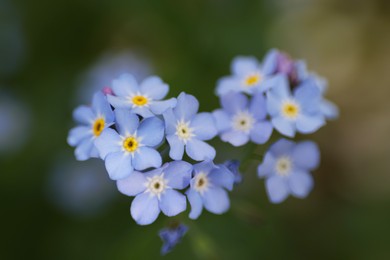 Photo of Beautiful forget-me-not flowers growing outdoors, closeup. Spring season