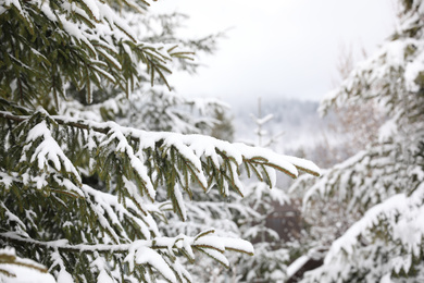 Photo of Fir tree covered with snow on winter day, closeup