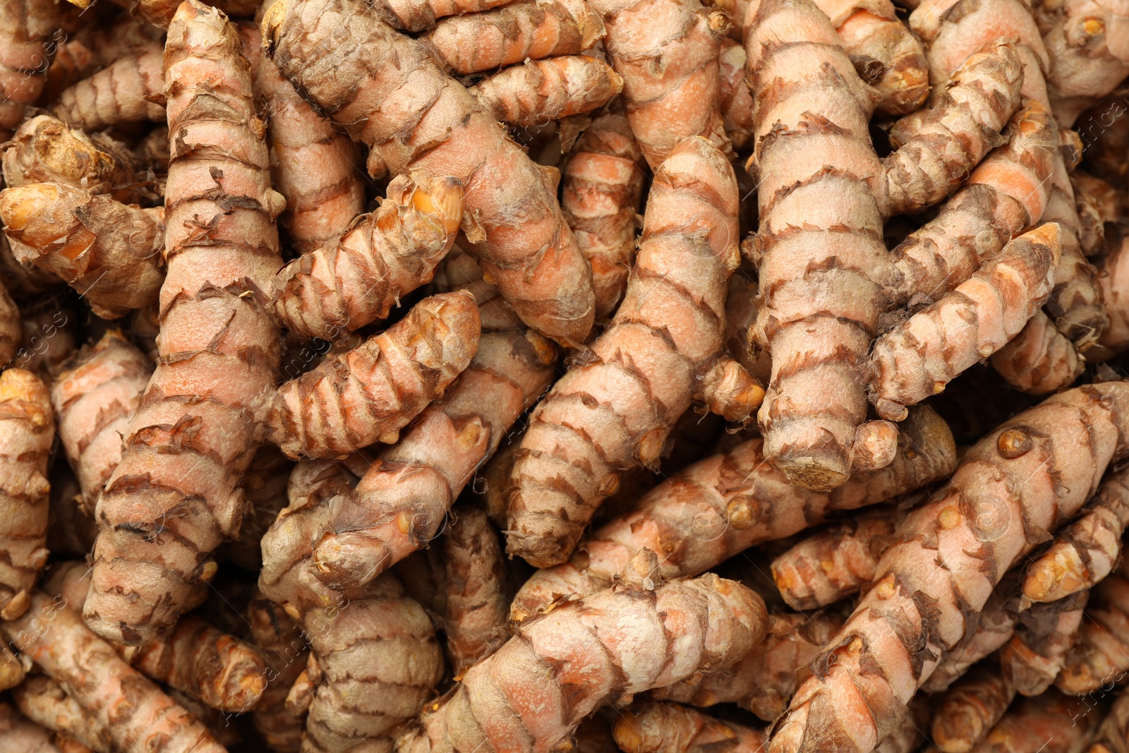 Photo of Many raw turmeric rhizomes as background, top view