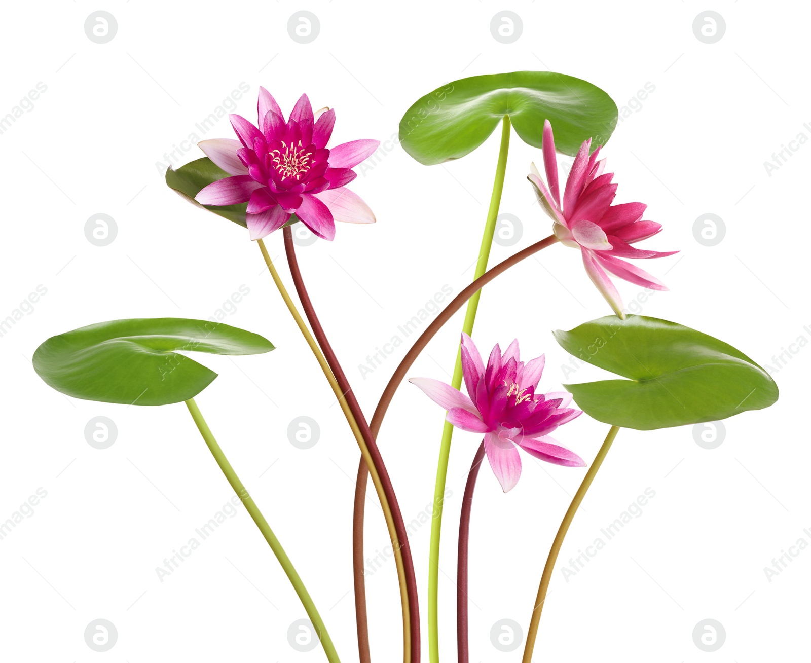 Image of Pink lotus flowers with long stems isolated on white