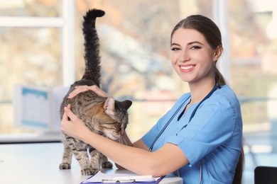 Photo of Veterinarian doc with cat in animal clinic